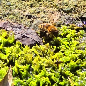 A beautiful bee drinks from moss by the river.