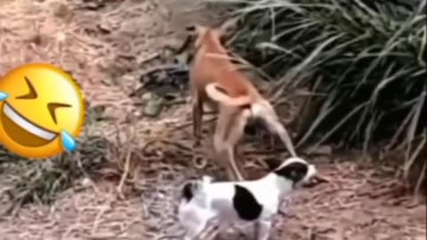 Funny animal video ll LoL 😂😂