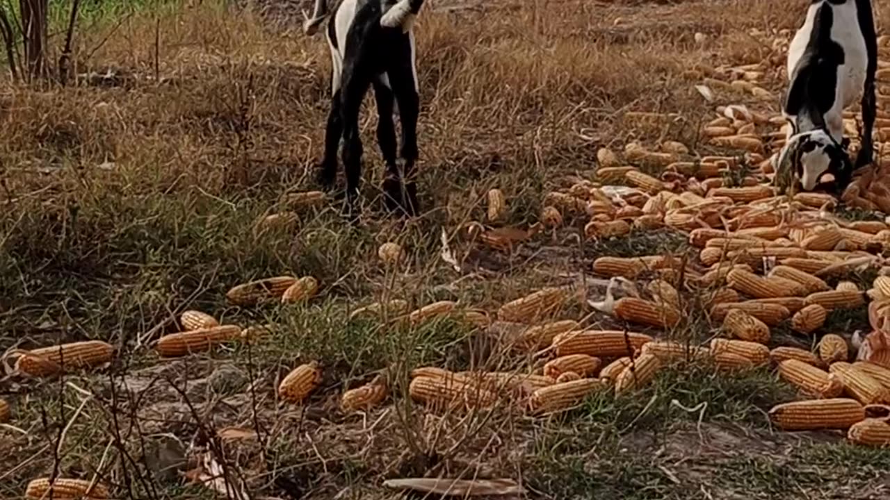 Goats Farming