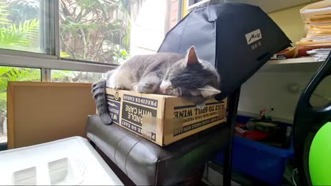 45 Minutes Cat Nap Live Stream No Music Natural Sound