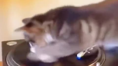 Funny cats🐈 😻 🐈‍⬛️ 🐱