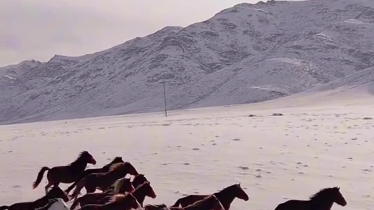 白雪映衬下的马群壮景