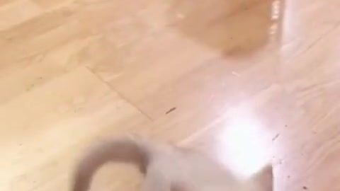 Loving Cats: Singing Kitty