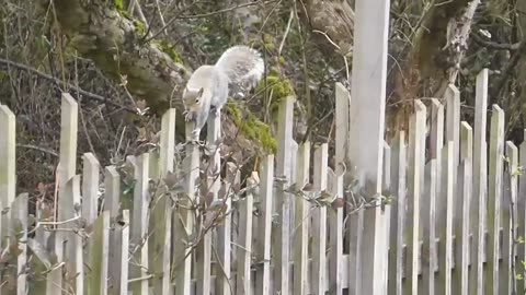 Cute Squirrel Looking For Food