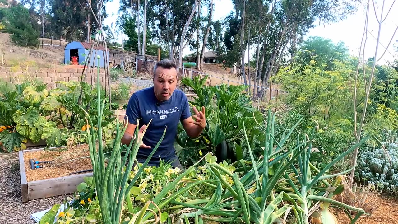 HUGE Onion Harvest // How to Grow Huge Onions!