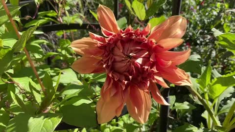 Late Summer in a Mountain Garden