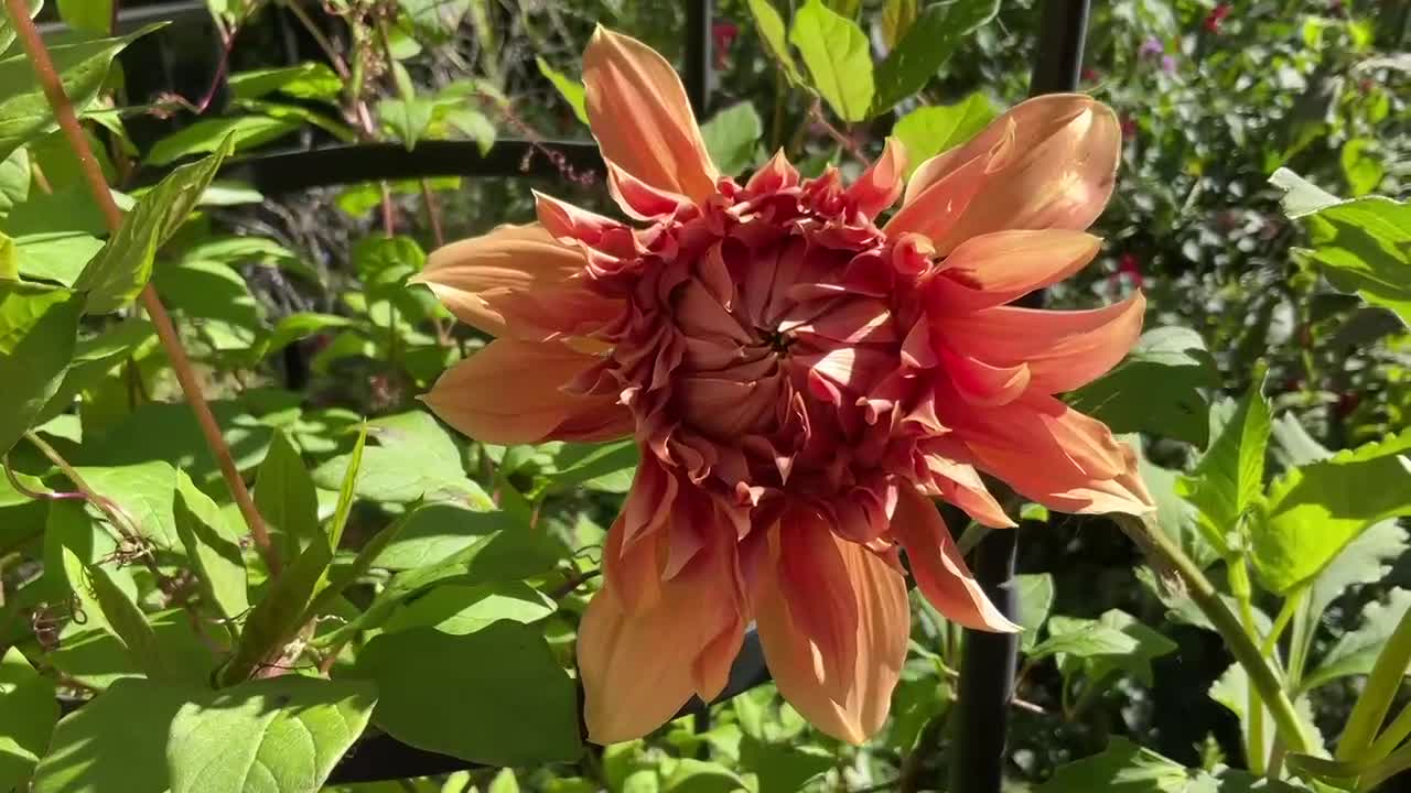 Late Summer in a Mountain Garden