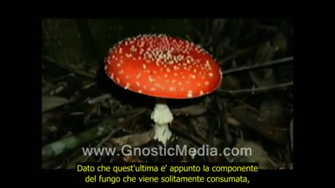 JOHN ALLEGRO - Amanita Muscaria e Cristianesimo