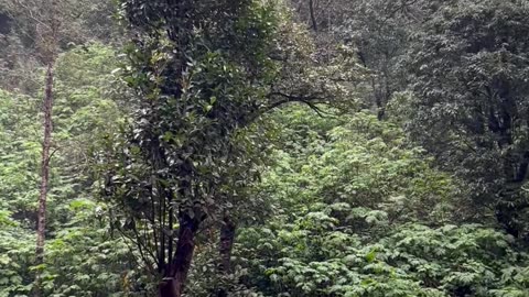 Chikmagalur waterfalls