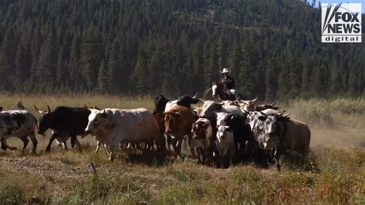 How left-wing politics hijacked the environment