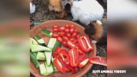 ♥️ Funny and Cute GUINEA PIGS Video Compilation ♥️ | The Best Guinea Pig Video