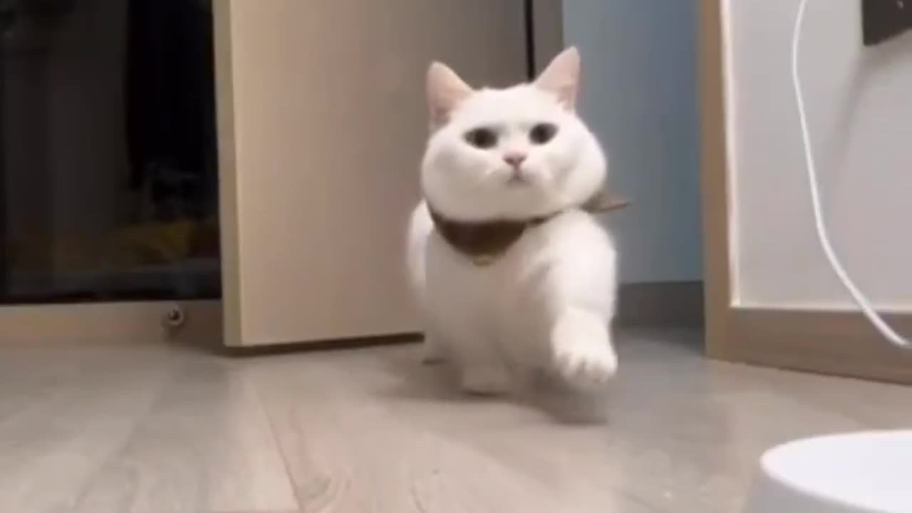 Cute cat video