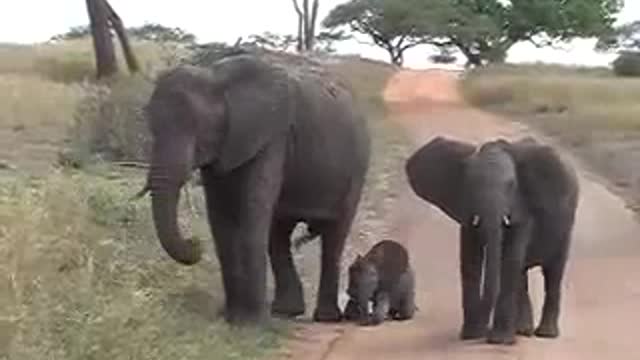 3 baby elephants Tarangire highlight