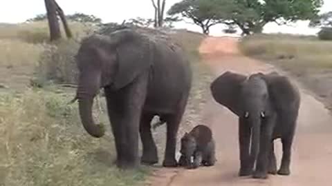 3 baby elephants Tarangire highlight