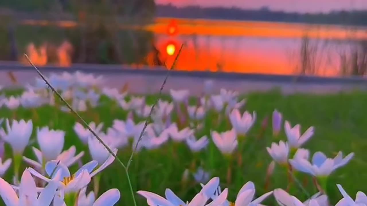 Rain lily looking beautiful in evening 🥰||