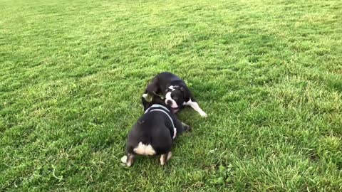 Boston Terrier VS French Bulldog ( playful pups )