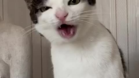 Funny Cat🤣