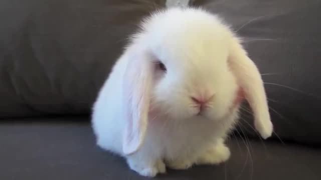 Little white rabbits are the cutest when they wash their faces and "comb their hair"