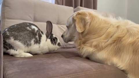 Golden Retriever Meets New Friend Mr.Rabbit