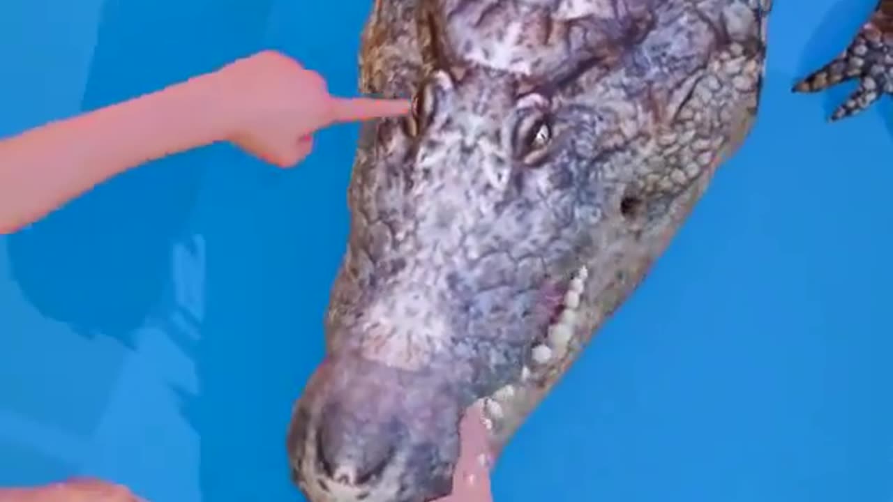 How to escape an alligator death roll 😳