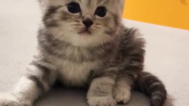 A cute kitten, you will love it