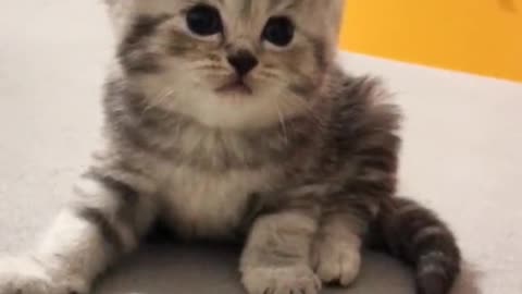 A cute kitten, you will love it