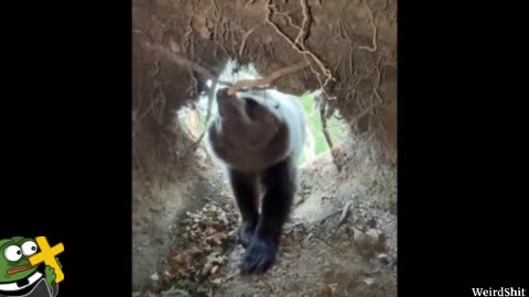 STRANGEST VIDEOS ONLINE 3