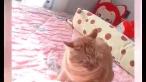 Cat funny video laughable cat and cute cat