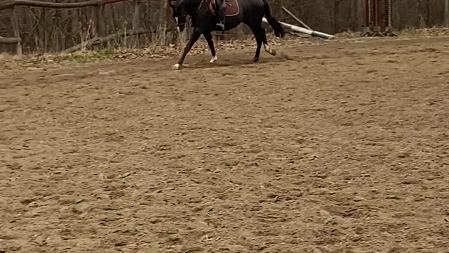 Why You Should Wear a Helmet While Horseback Riding