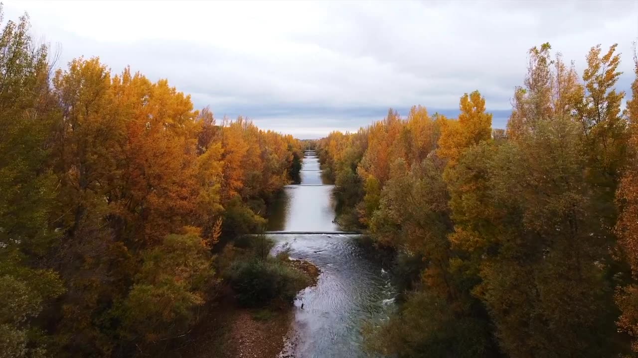 Meditation Music For Relaxation _ Maple Tree River _ Autumn Forest