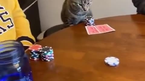 🐱 Funny | Cat Going All In: Feline Antics | FunFM