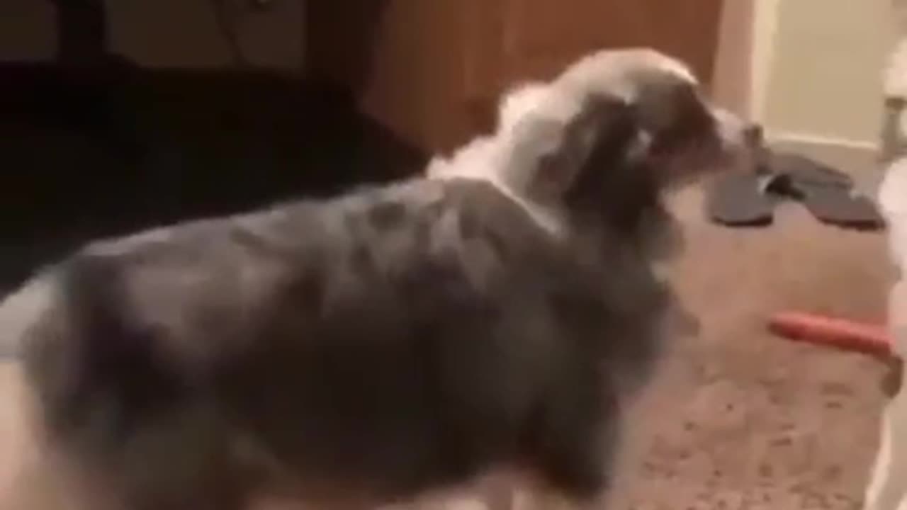 Dog Twerking ?