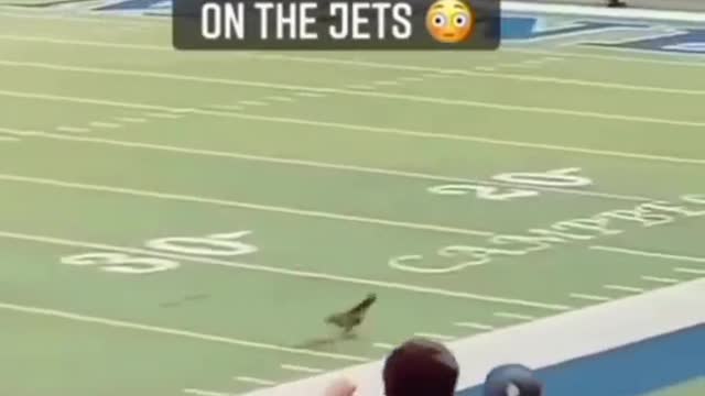 THIS DOG TURNEDON THE JETS