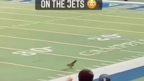 THIS DOG TURNEDON THE JETS