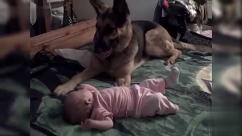 Cute German shepherd dog guardin a baby