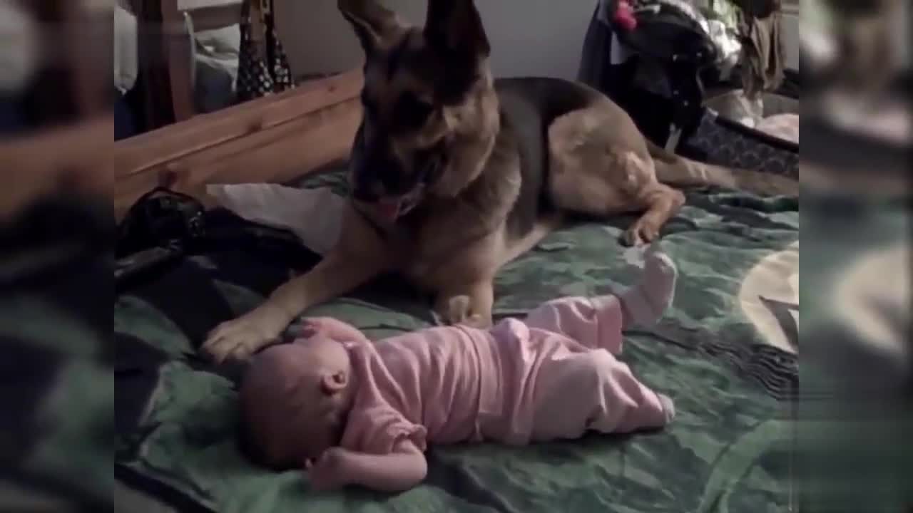 Cute German shepherd dog guardin a baby