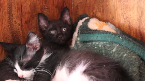 Two lovely kittens sleeping together