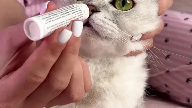How to clean cat ear and eyes