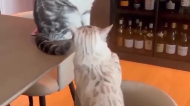 🙄Funny Videos Compilation 💔😽