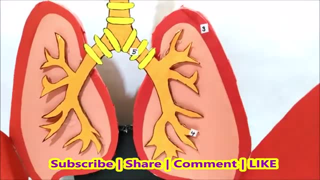 respiratory system (lung ) model 3d for science exhibition project | cardboard waste | craftpiller