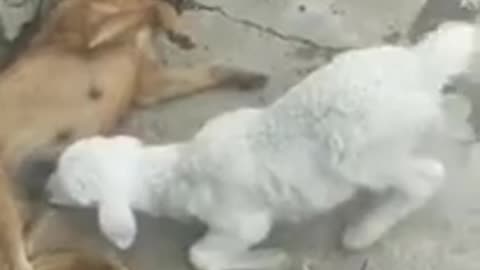 Dog and goat video funny