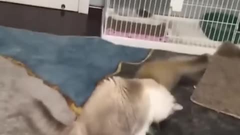 Funny videos