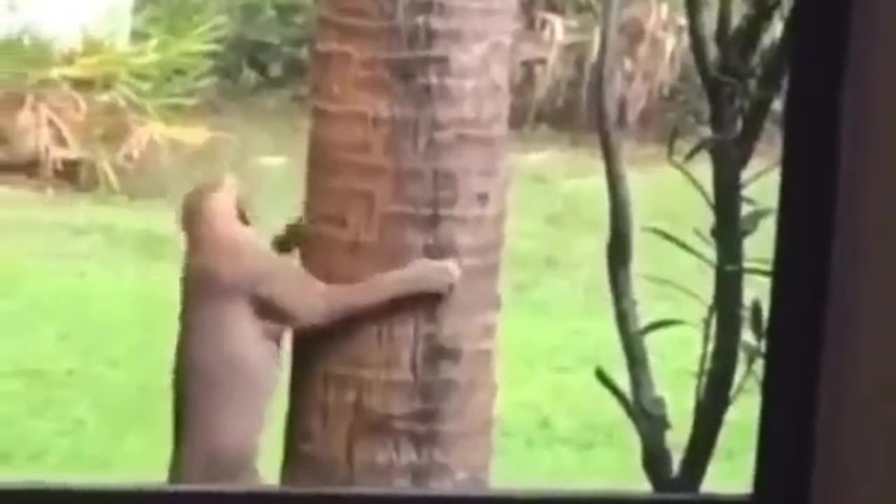 Squirrel Can't Get Away