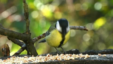 Mésange charbonnière