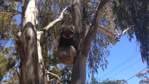 Koala Gets Kicked Out Of Tree and Cries!