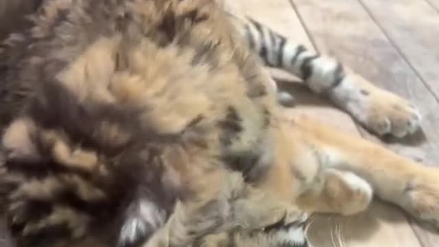 Cute, cute tiger