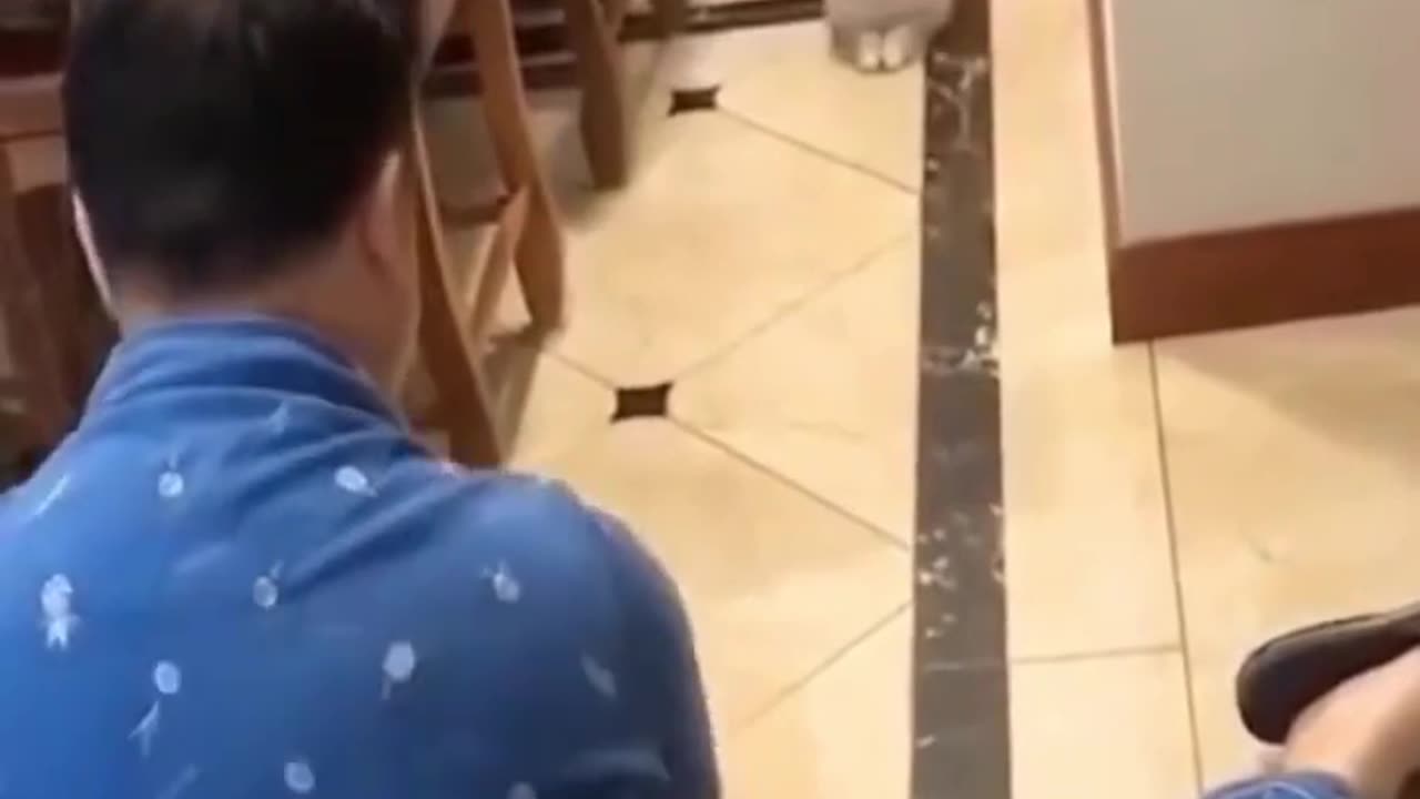 Cute and Funny Cat Videos