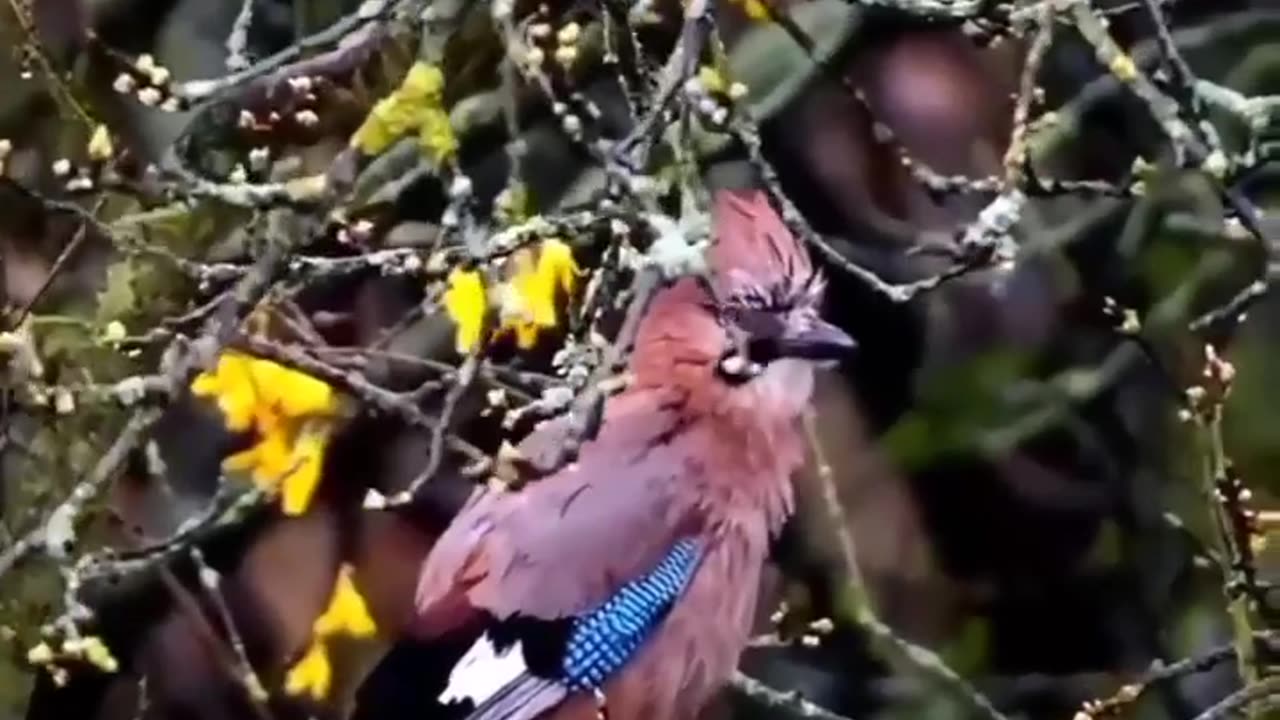 Lovely Gestures of Beautiful Birds #shorts #viral #shortsvideo #video