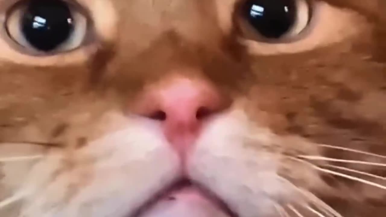 Funny cat videos