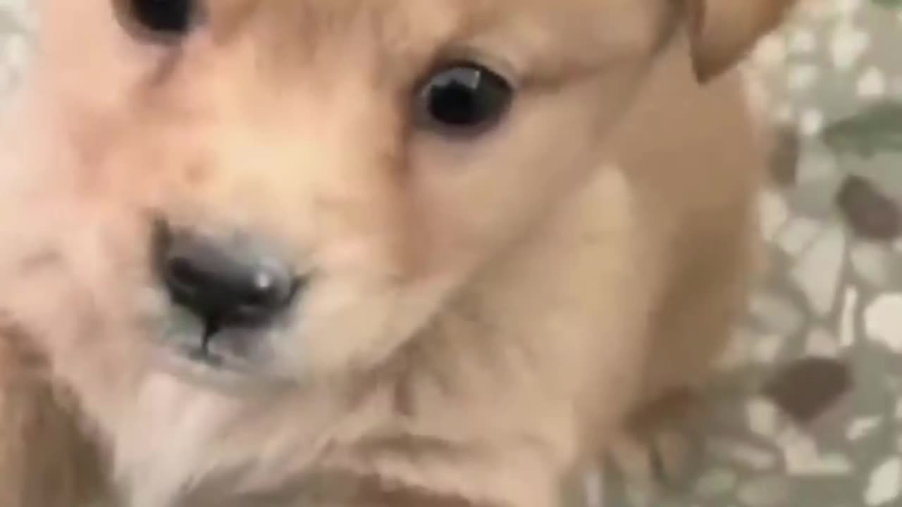 Cute puppy 😍😍